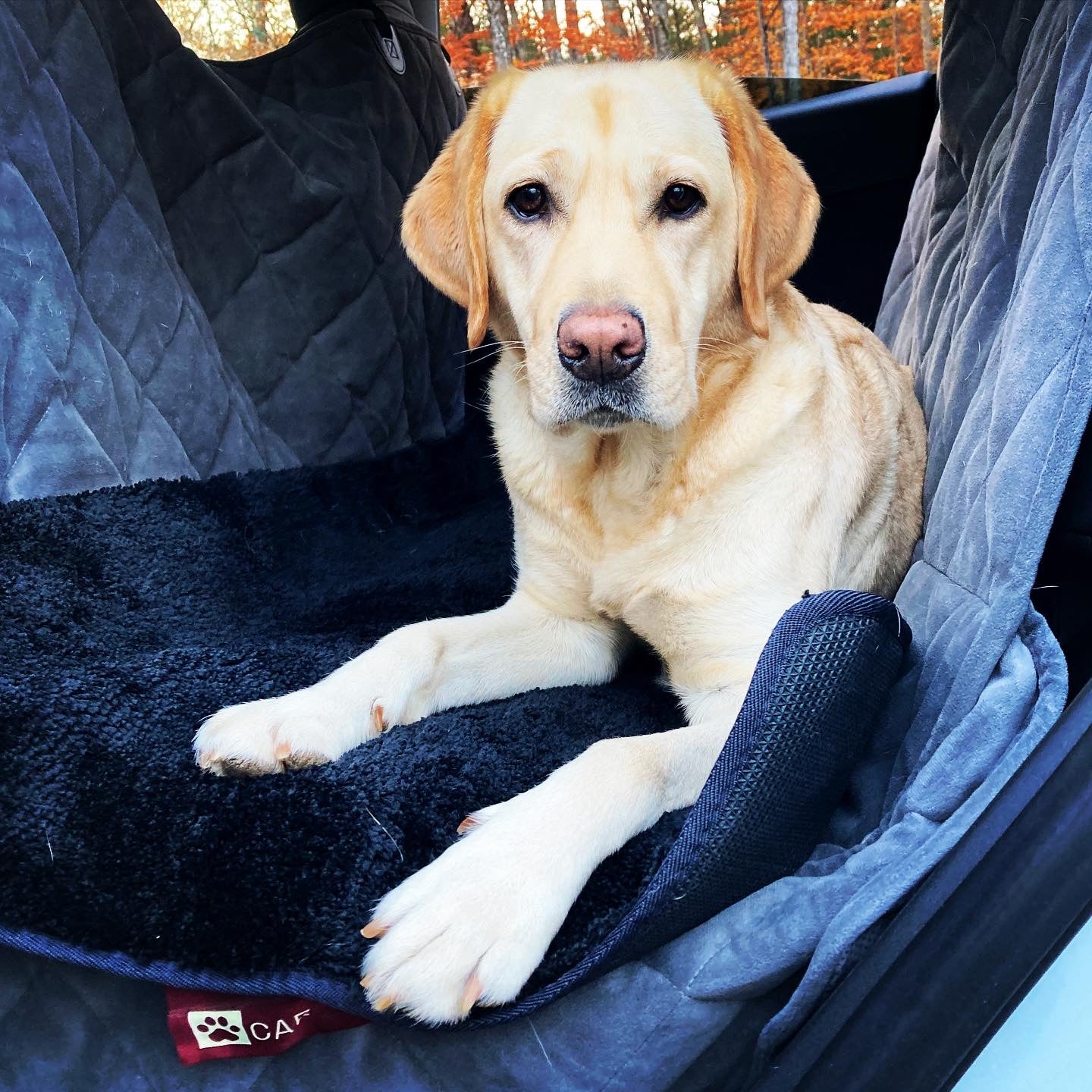 Pet Seat Cover - Car Pet Bundle (Black & Beige)