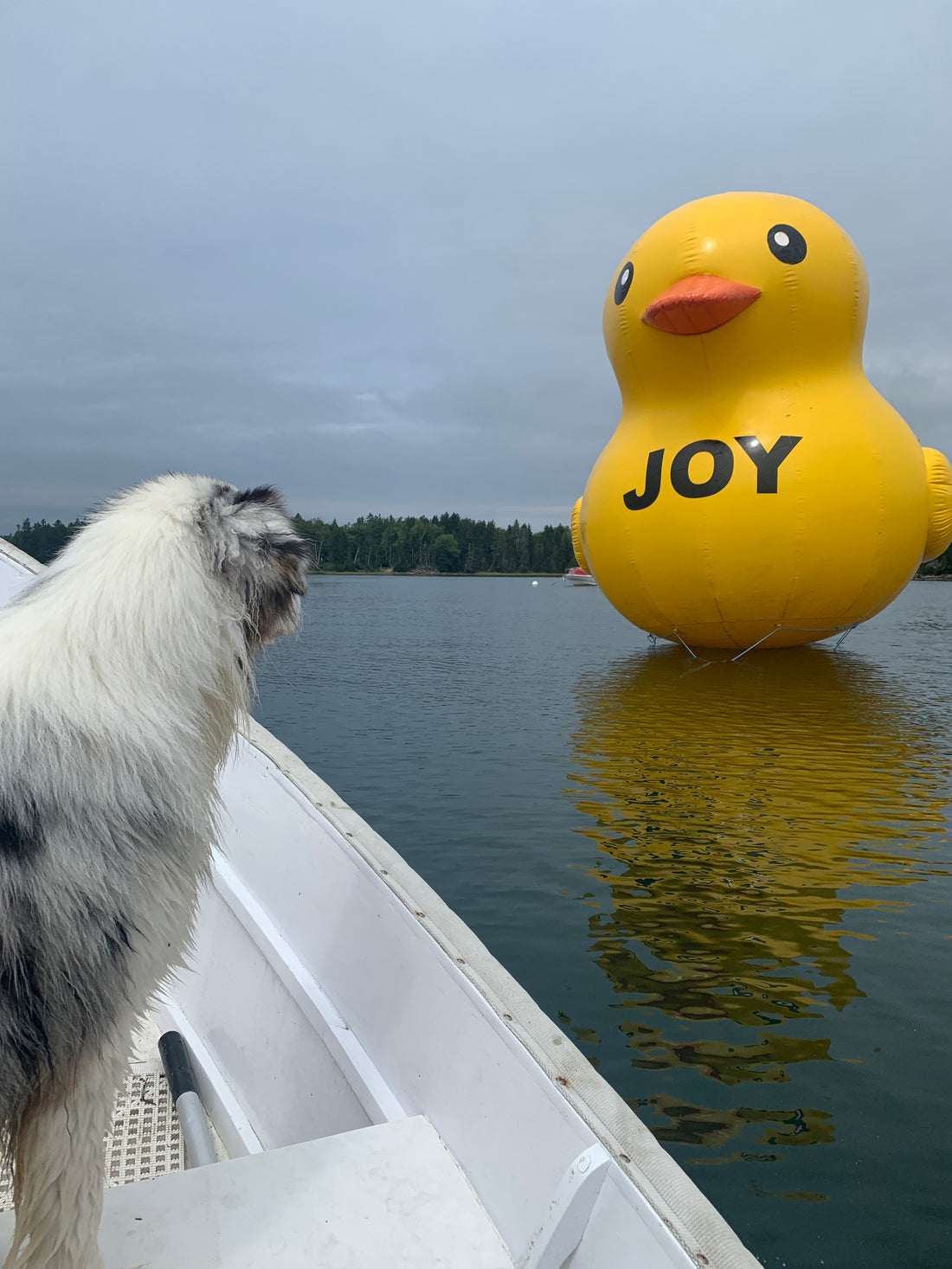Adventure Dogs