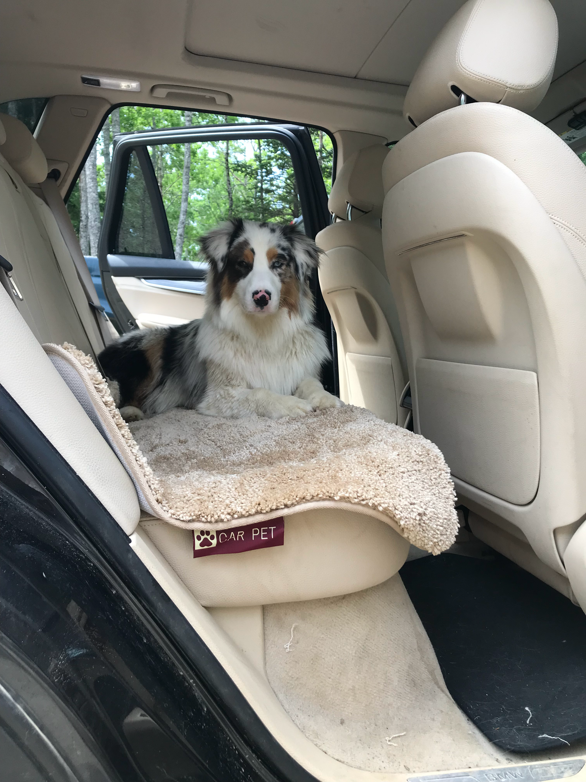 Dog cheap car solutions