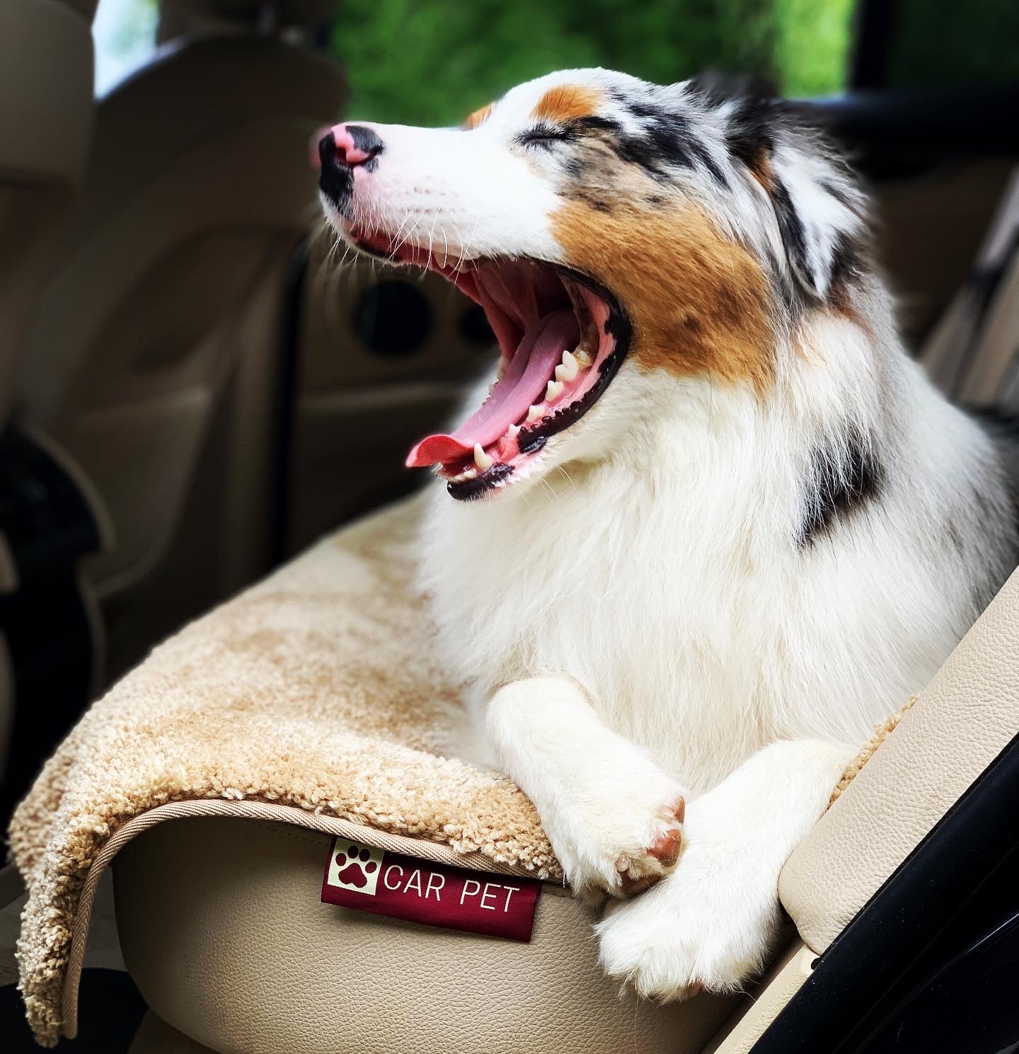 Pet Seat Cover - Car Pet Bundle (Black & Beige)